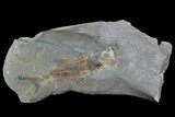 Fossil Fish (Wendyichthys?) Plate with Pos/Neg - Montana #97802-4